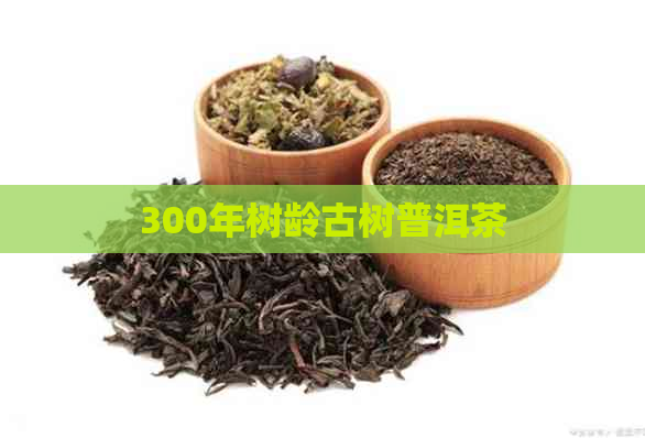 300年树龄古树普洱茶