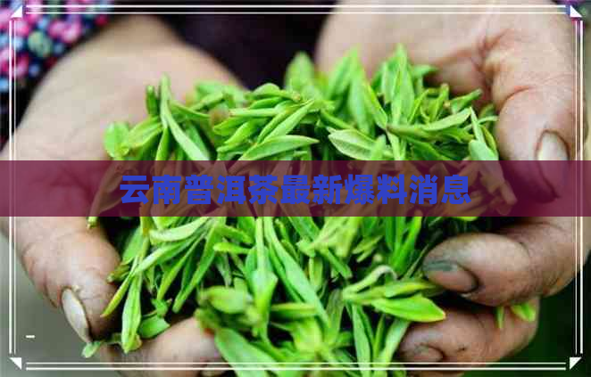 云南普洱茶最新爆料消息