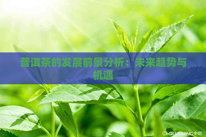 普洱茶的发展前景分析：未来趋势与机遇