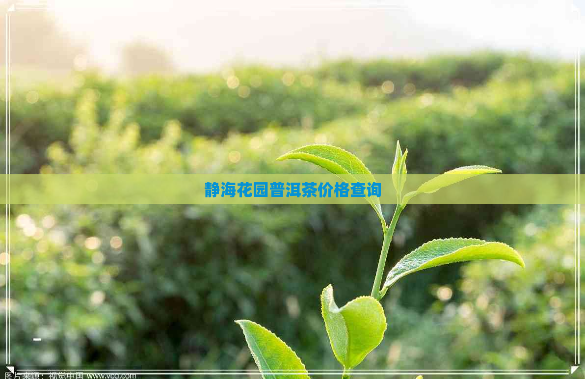 静海花园普洱茶价格查询