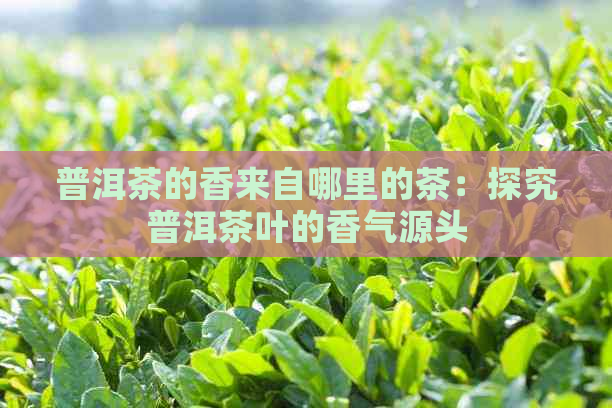 普洱茶的香来自哪里的茶：探究普洱茶叶的香气源头