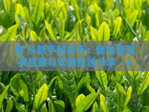 新 从新手到老手：我的普洱茶品鉴与饮用经验分享 - 300字日记