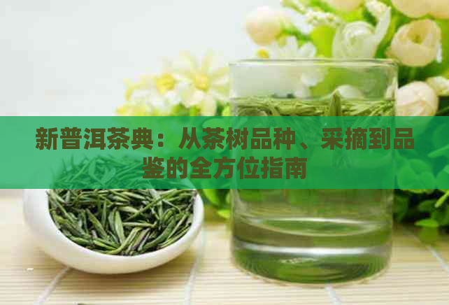 新普洱茶典：从茶树品种、采摘到品鉴的全方位指南