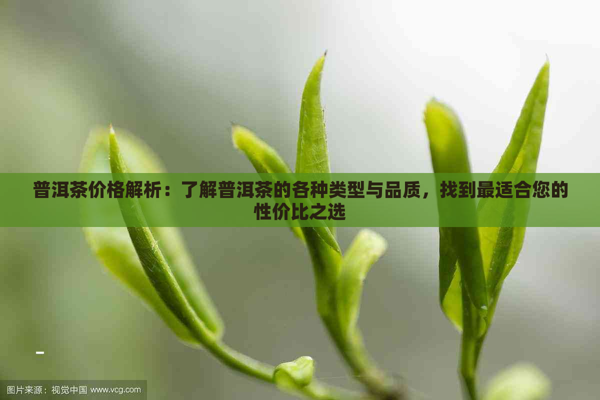 普洱茶价格解析：了解普洱茶的各种类型与品质，找到最适合您的性价比之选