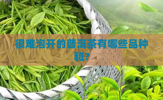 很难泡开的普洱茶有哪些品种和？