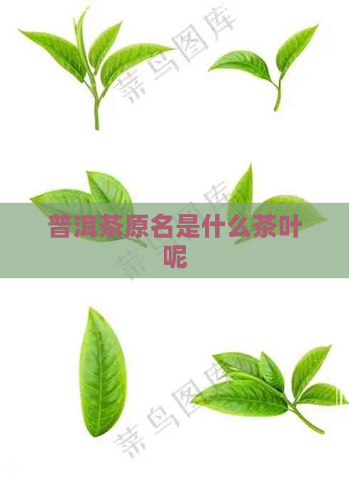 普洱茶原名是什么茶叶呢