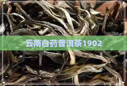 云南白药普洱茶1902