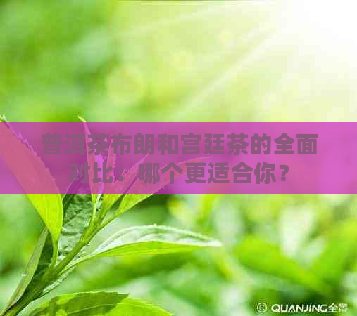 普洱茶布朗和宫廷茶的全面对比：哪个更适合你？