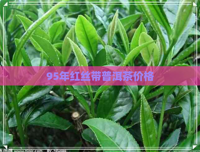 95年红丝带普洱茶价格