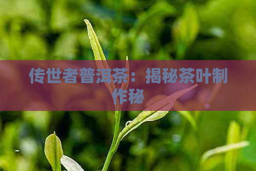 传世者普洱茶：揭秘茶叶制作秘