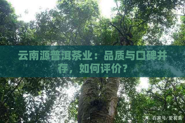 云南源普洱茶业：品质与口碑并存，如何评价？