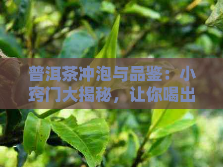 普洱茶冲泡与品鉴：小窍门大揭秘，让你喝出口感与风味！