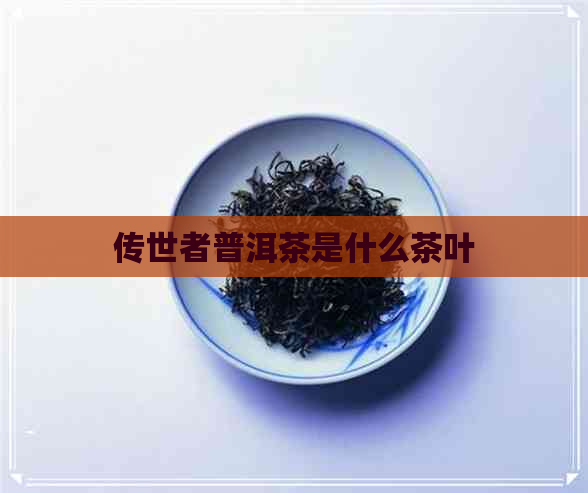 传世者普洱茶是什么茶叶