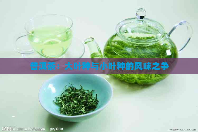 普洱茶：大叶种与小叶种的风味之争