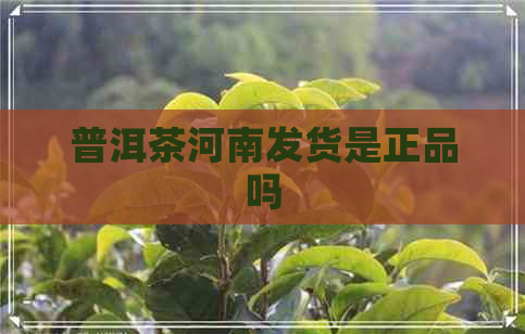 普洱茶河南发货是正品吗