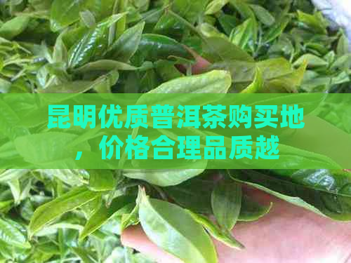 昆明优质普洱茶购买地，价格合理品质越