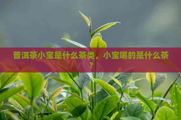 普洱茶小宝是什么茶类，小宝喝的是什么茶？