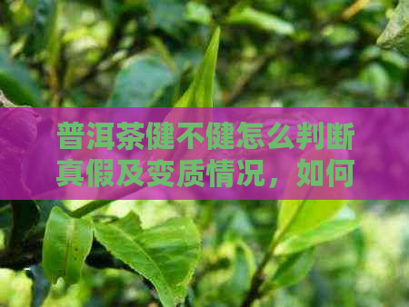 普洱茶健不健怎么判断真假及变质情况，如何挑选好的普洱茶？