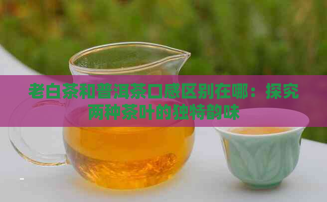 老白茶和普洱茶口感区别在哪：探究两种茶叶的独特韵味