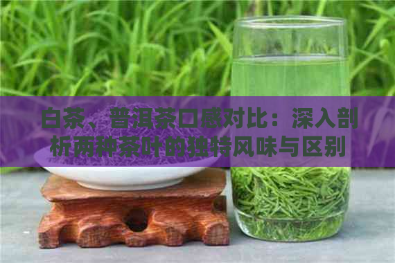 白茶、普洱茶口感对比：深入剖析两种茶叶的独特风味与区别