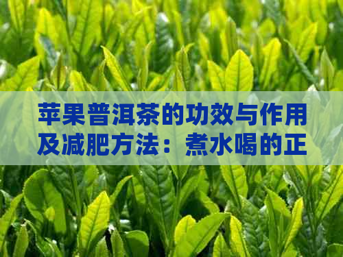 苹果普洱茶的功效与作用及减肥方法：煮水喝的正确做法