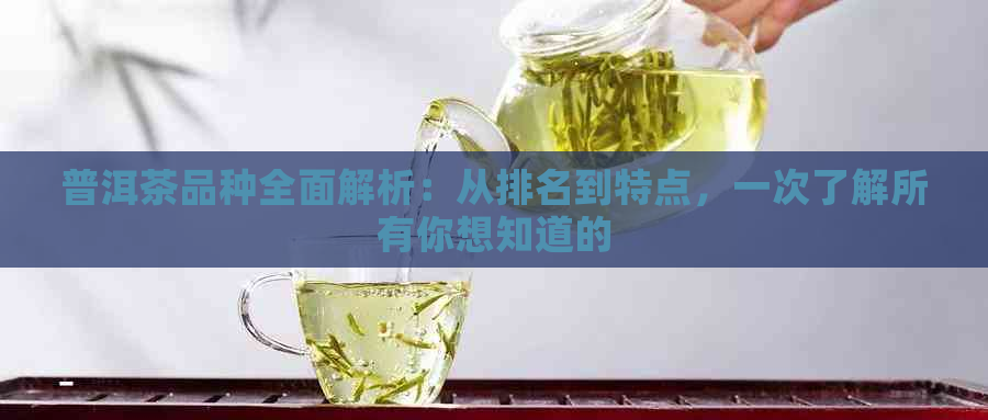 普洱茶品种全面解析：从排名到特点，一次了解所有你想知道的