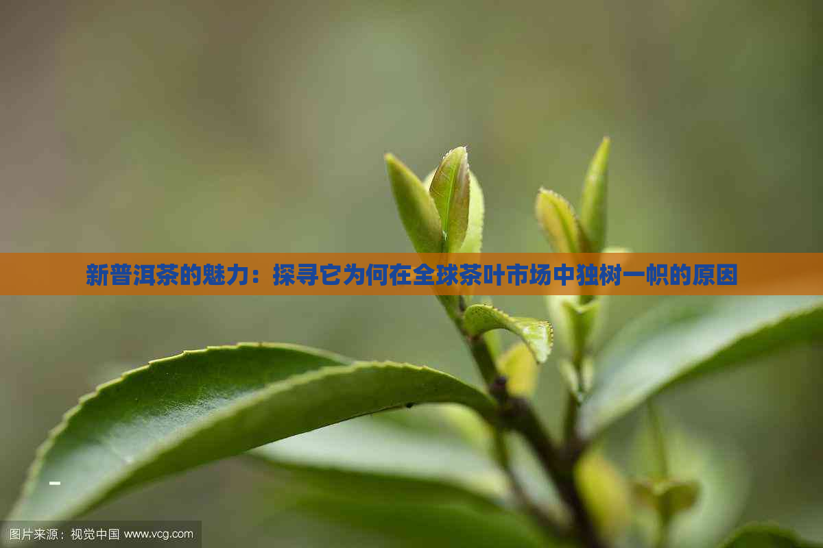 新普洱茶的魅力：探寻它为何在全球茶叶市场中独树一帜的原因