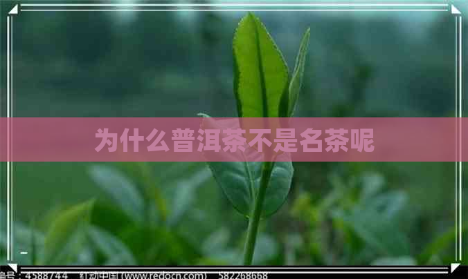 为什么普洱茶不是名茶呢