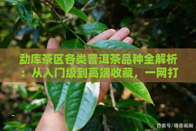 勐库茶区各类普洱茶品种全解析：从入门级到高端收藏，一网打尽！