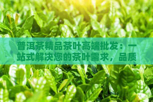 普洱茶精品茶叶高端批发：一站式解决您的茶叶需求，品质保证，价格优