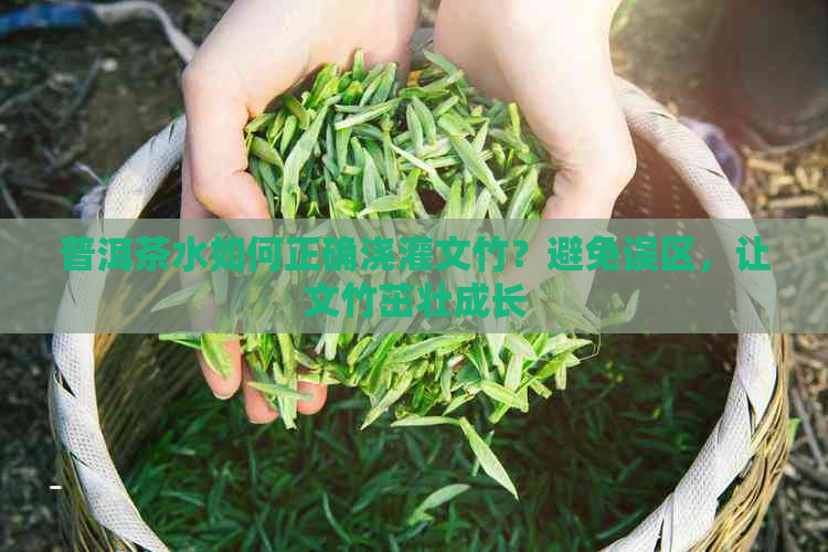 普洱茶水如何正确浇灌文竹？避免误区，让文竹茁壮成长