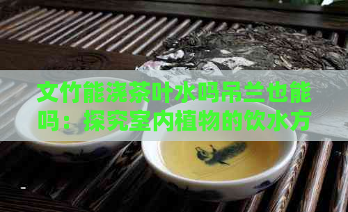 文竹能浇茶叶水吗吊兰也能吗：探究室内植物的饮水方式