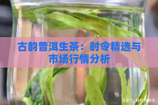 古韵普洱生茶：时令精选与市场行情分析