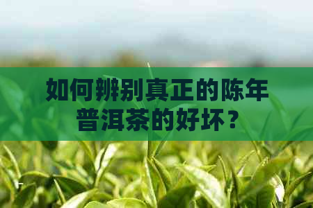 如何辨别真正的陈年普洱茶的好坏？