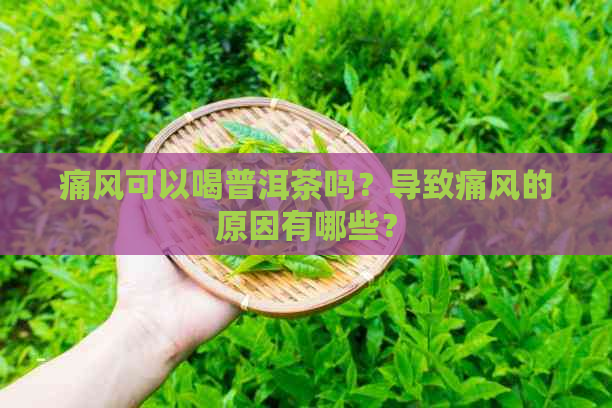 痛风可以喝普洱茶吗？导致痛风的原因有哪些？