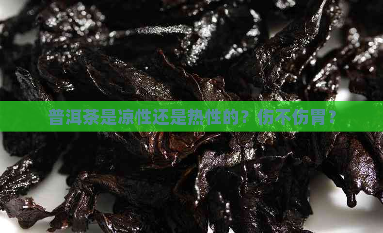 普洱茶是凉性还是热性的？伤不伤胃？