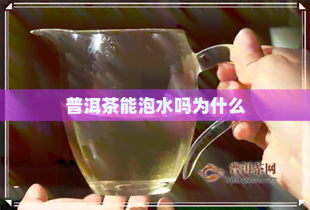 普洱茶能泡水吗为什么