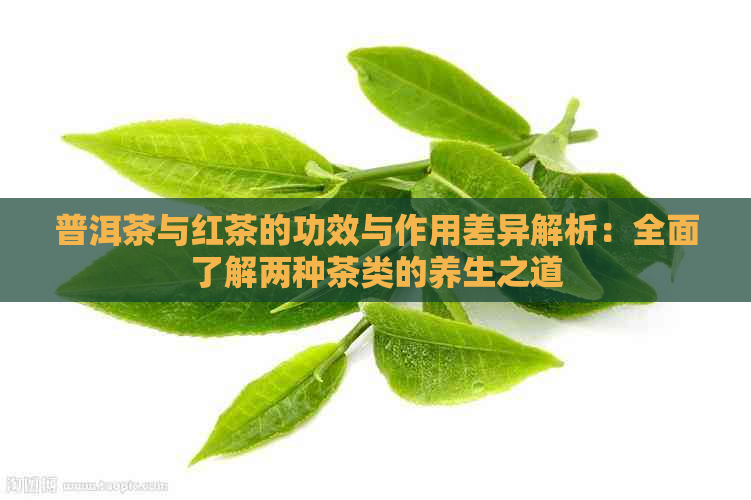 普洱茶与红茶的功效与作用差异解析：全面了解两种茶类的养生之道