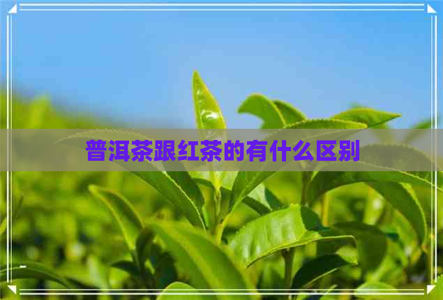 普洱茶跟红茶的有什么区别