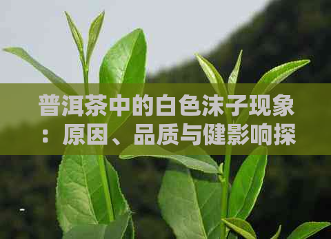 普洱茶中的白色沫子现象：原因、品质与健影响探究