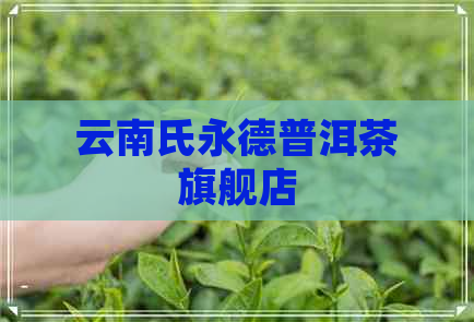 云南氏永德普洱茶旗舰店