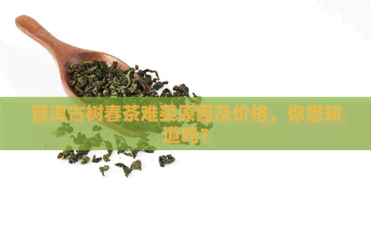 普洱古树春茶难买原因及价格，你想知道吗？