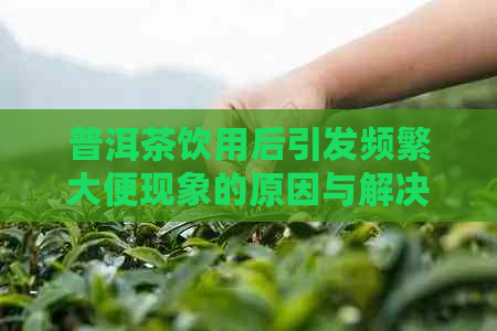 普洱茶饮用后引发频繁大便现象的原因与解决方法