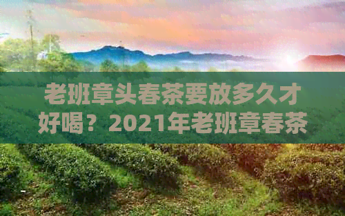 老班章头春茶要放多久才好喝？2021年老班章春茶的区别与品质