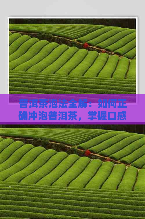 普洱茶泡法全解：如何正确冲泡普洱茶，掌握口感与品质