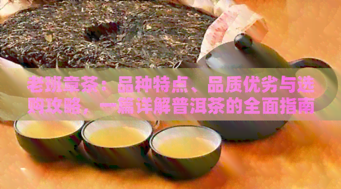 老班章茶：品种特点、品质优劣与选购攻略，一篇详解普洱茶的全面指南