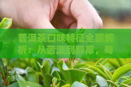 普洱茶口味特征全面解析：从苦涩到醇厚，每种茶都有独特的风味！