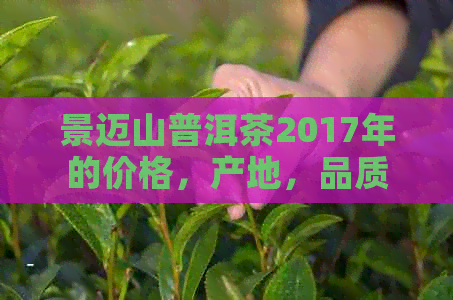 景迈山普洱茶2017年的价格，产地，品质，泡法及收藏价值全面解析