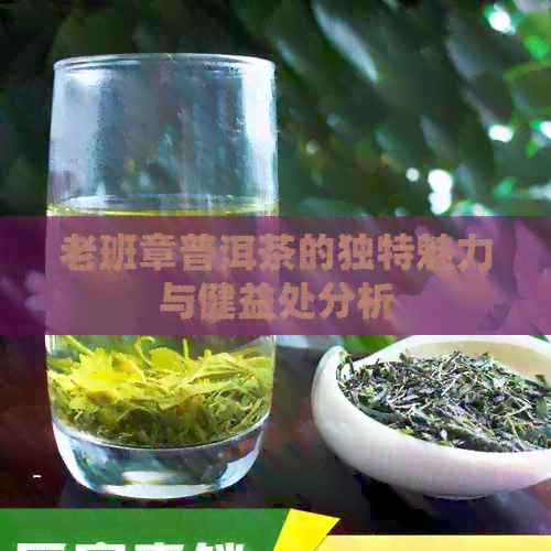 老班章普洱茶的独特魅力与健益处分析