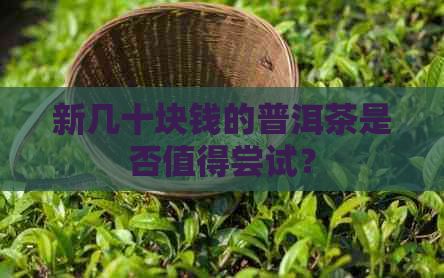 新几十块钱的普洱茶是否值得尝试？